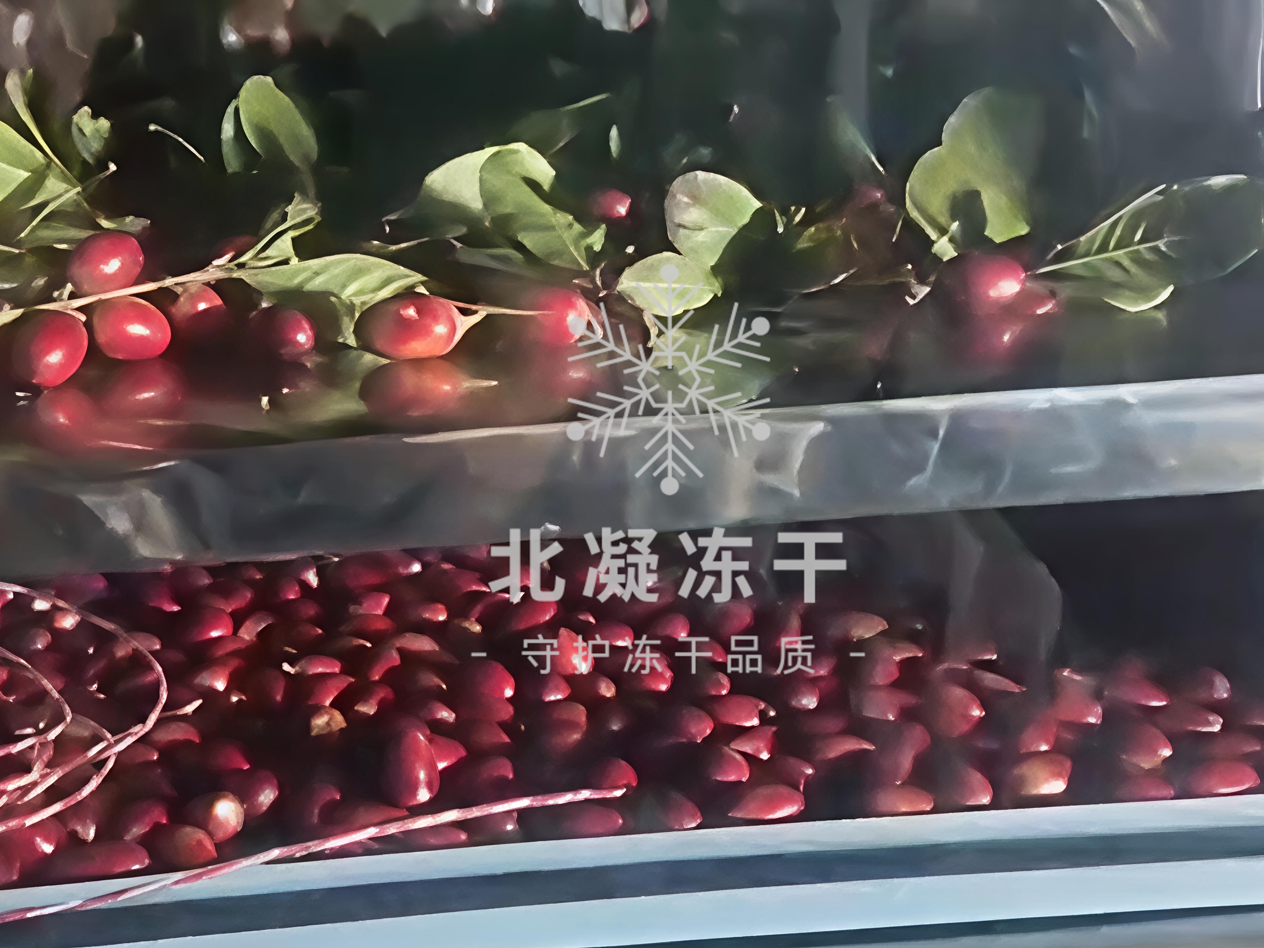 冻干神秘果应用案例 奇果蛋白活性保留 低卡甜味剂替代 功能食品原料方案 - 网站